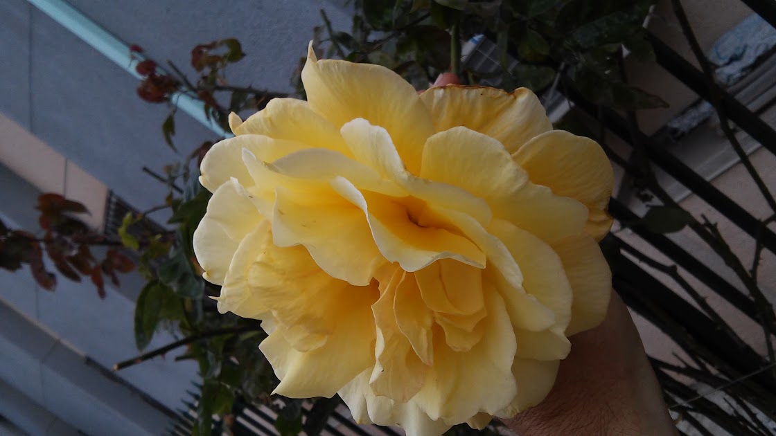 20160516_154742.jpg