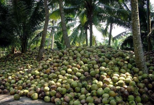 Coconut-farm.jpg