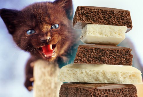 chocolate-toxico-gatos.jpg