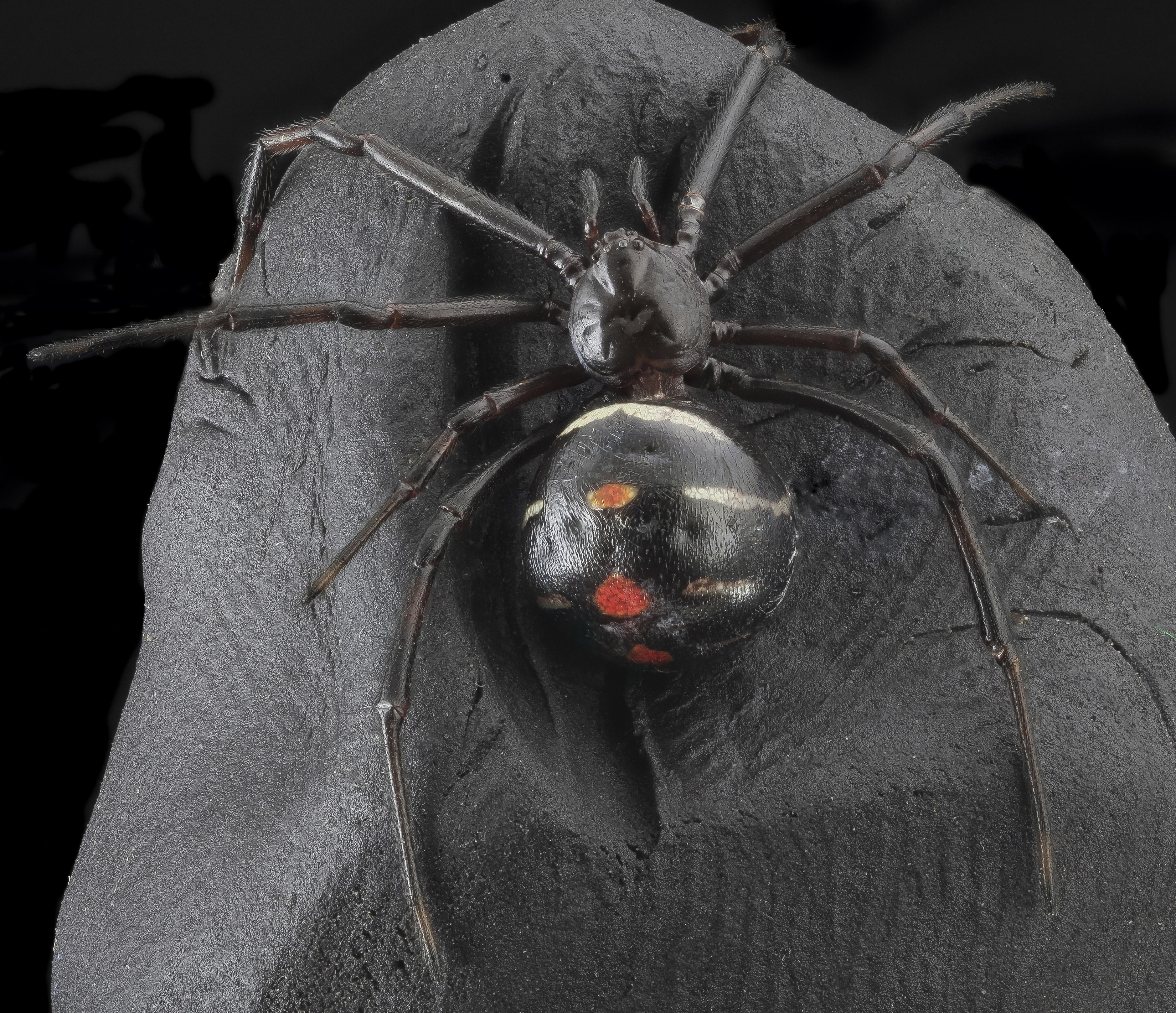 black-widow-spider-987989.jpg