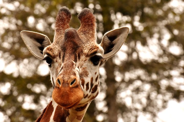 giraffe-3344366__480.jpg