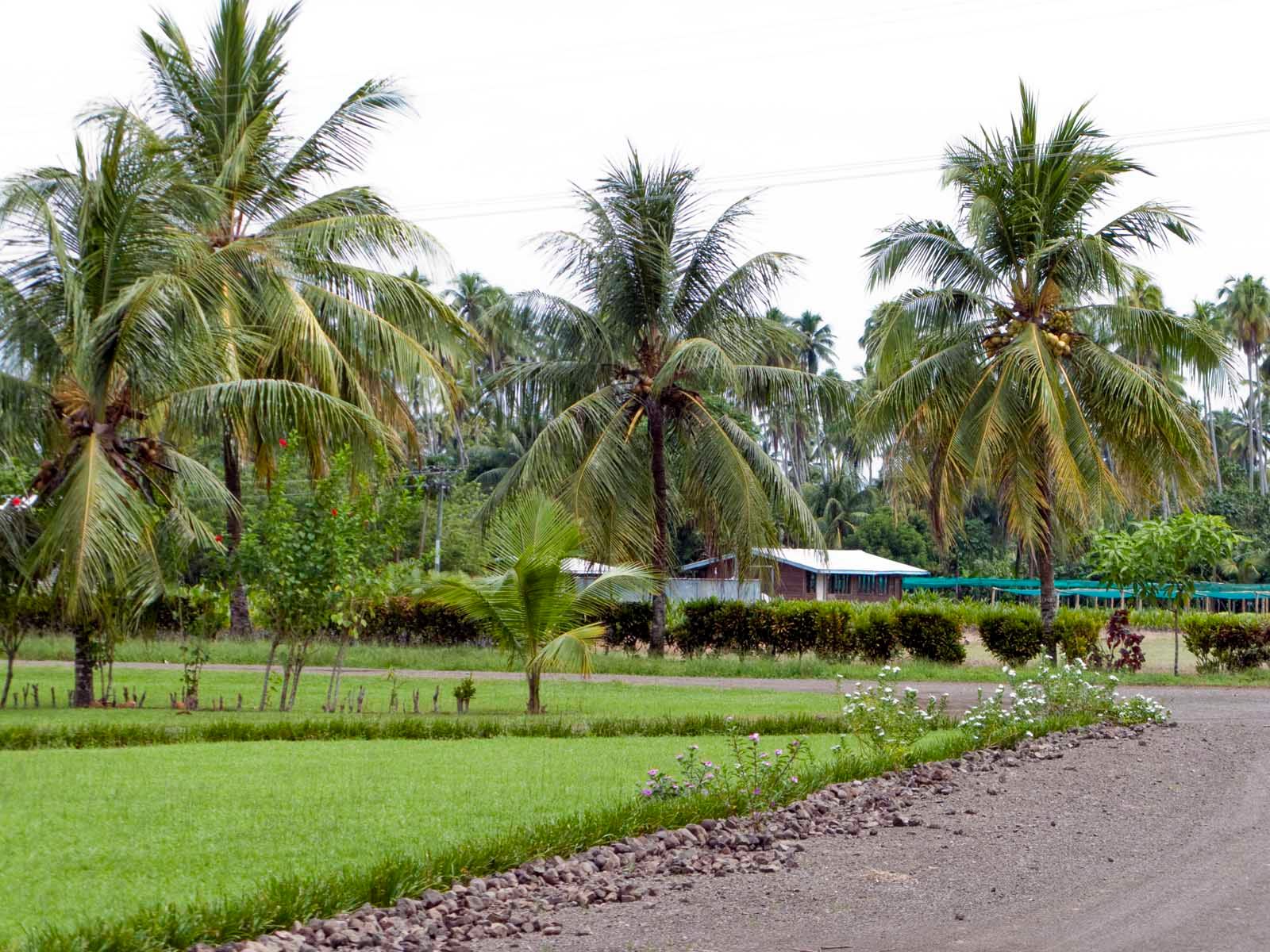 coconut dwarf_coconut_trees_IMG_5467.jpg