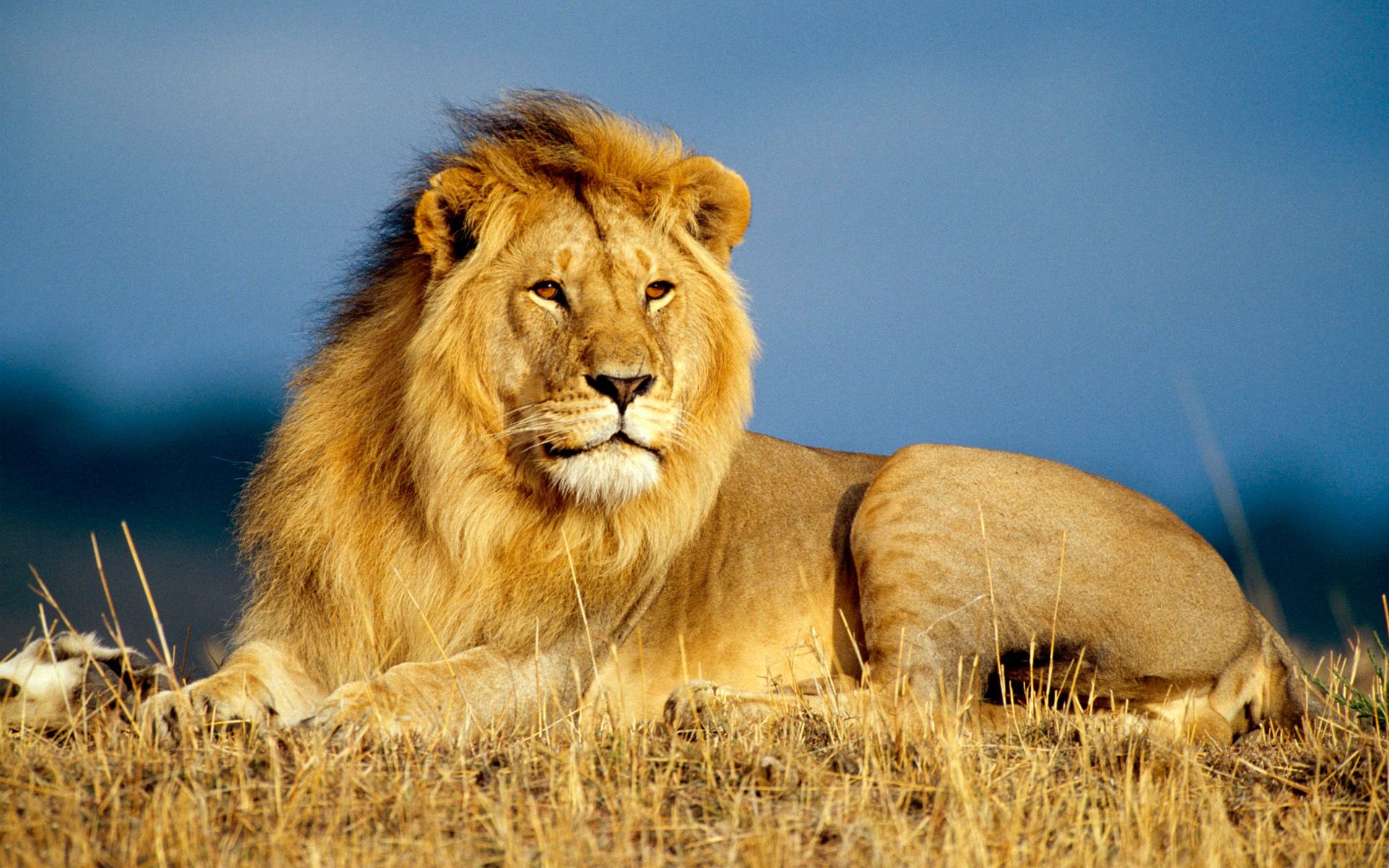 Lion.jpg