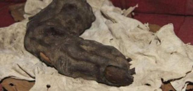 Mummified Foot Long Finger Found.jpg
