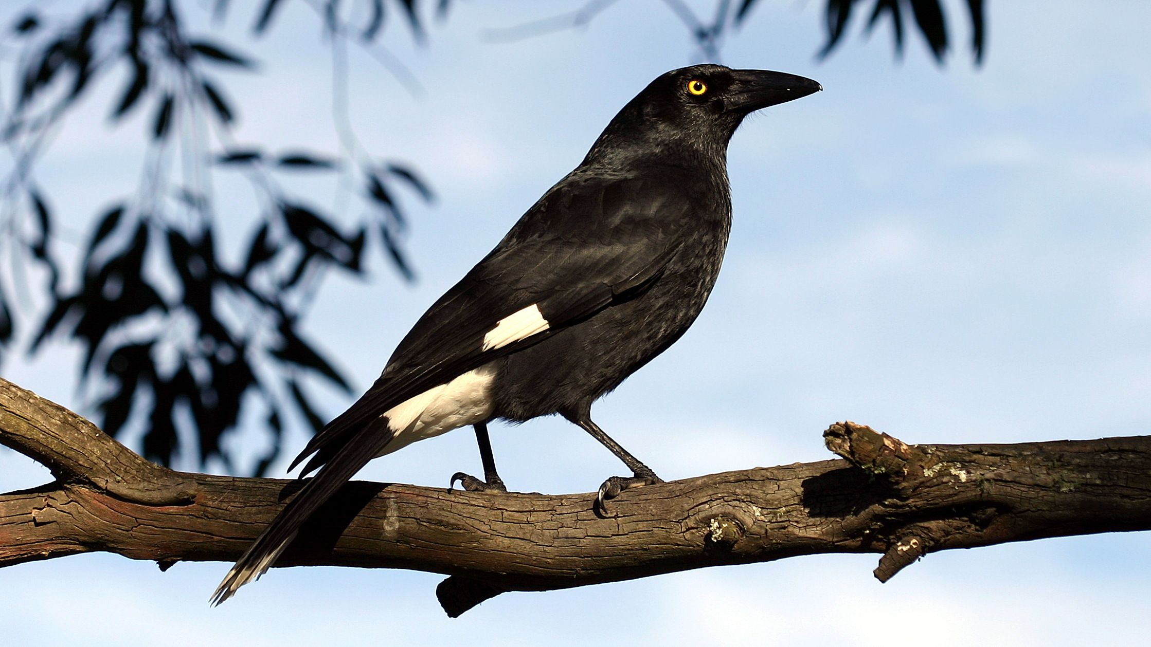 Pied currawong.jpg