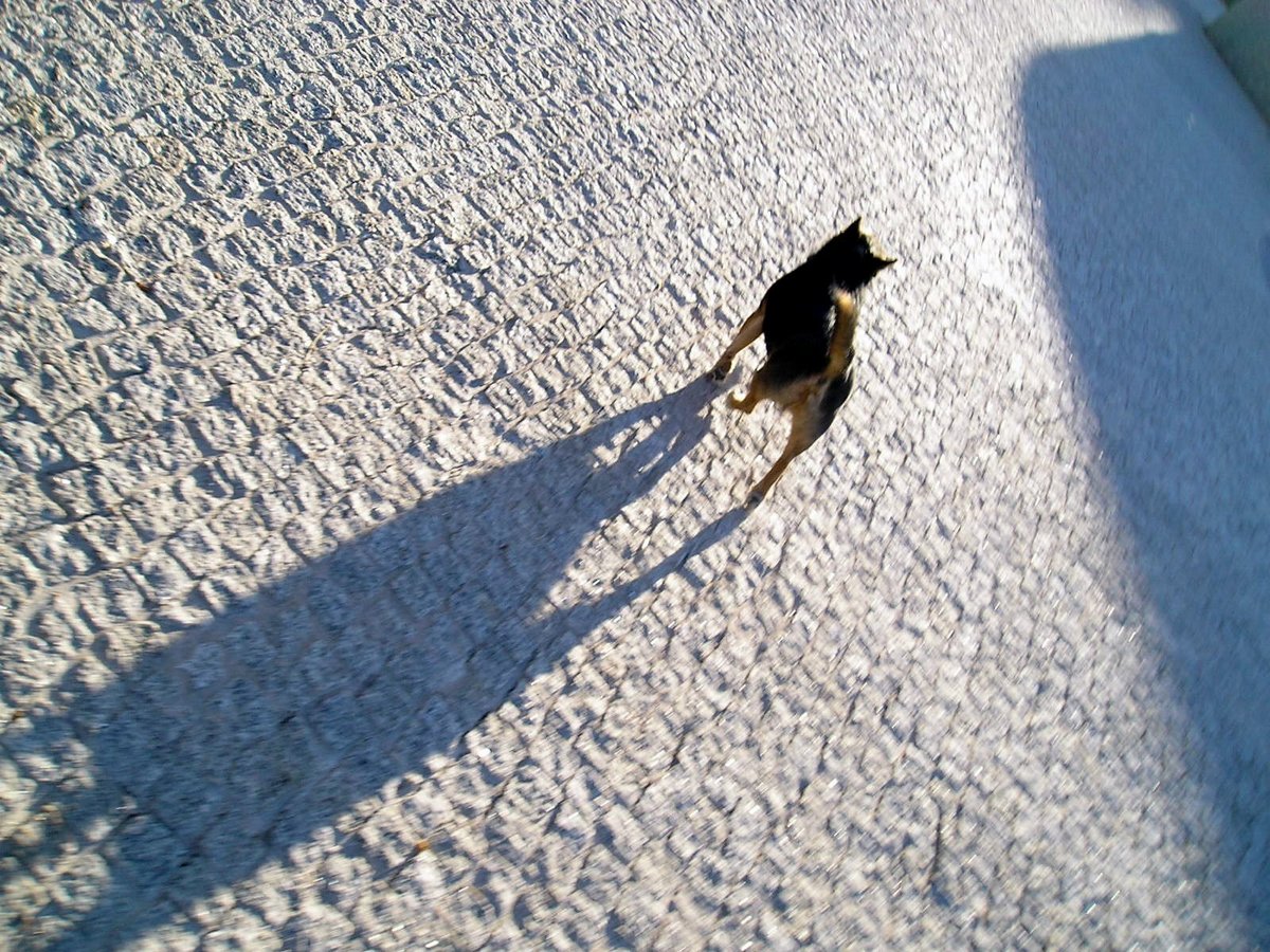 eni and his shadow