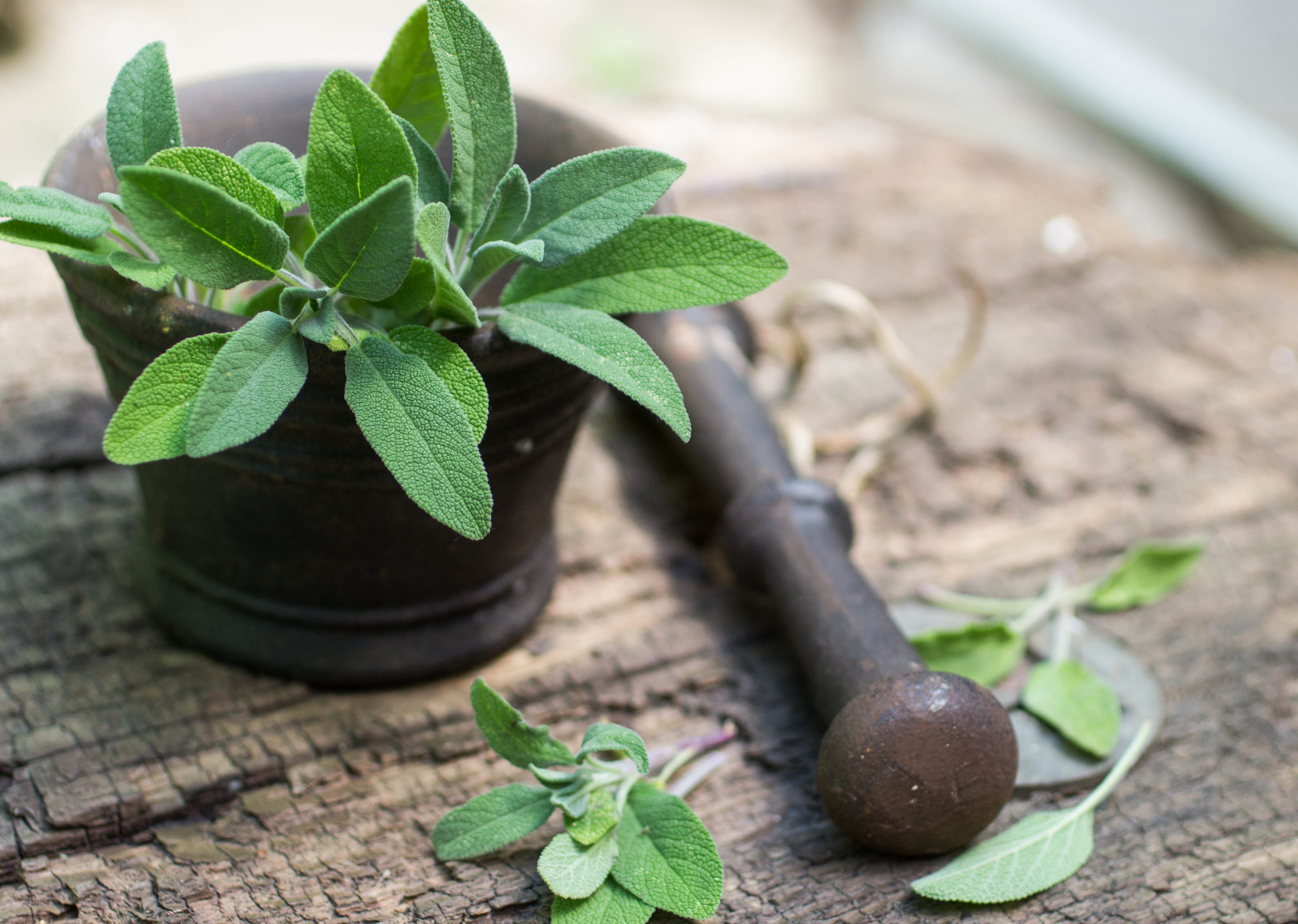 Bois de sauge. Sage Plant. Salvia капсулы. Sage Spice.