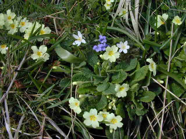 Primrose, Violets, Anenome.JPG