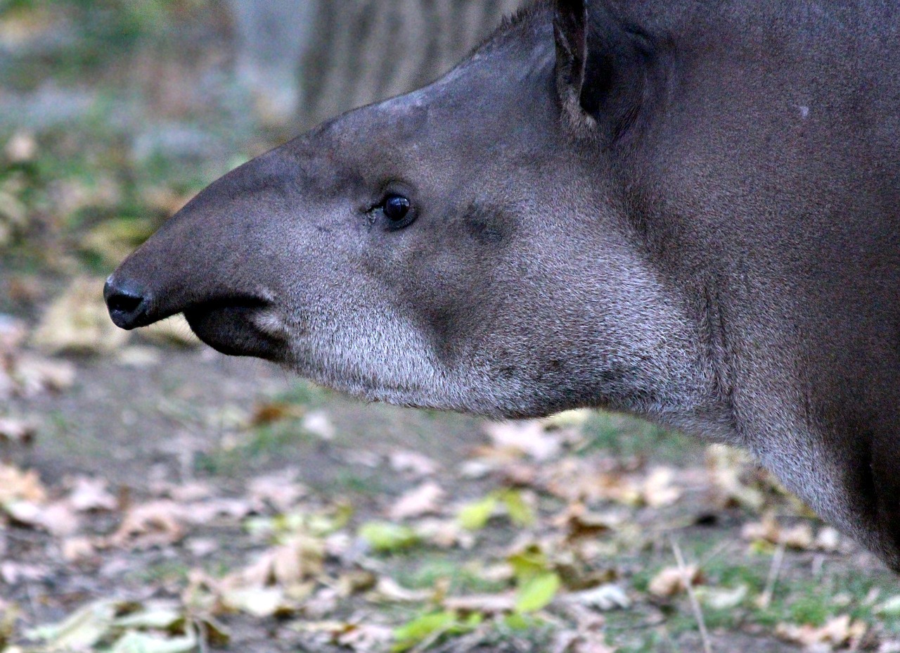 lowland-tapir-2117844_1280.jpg