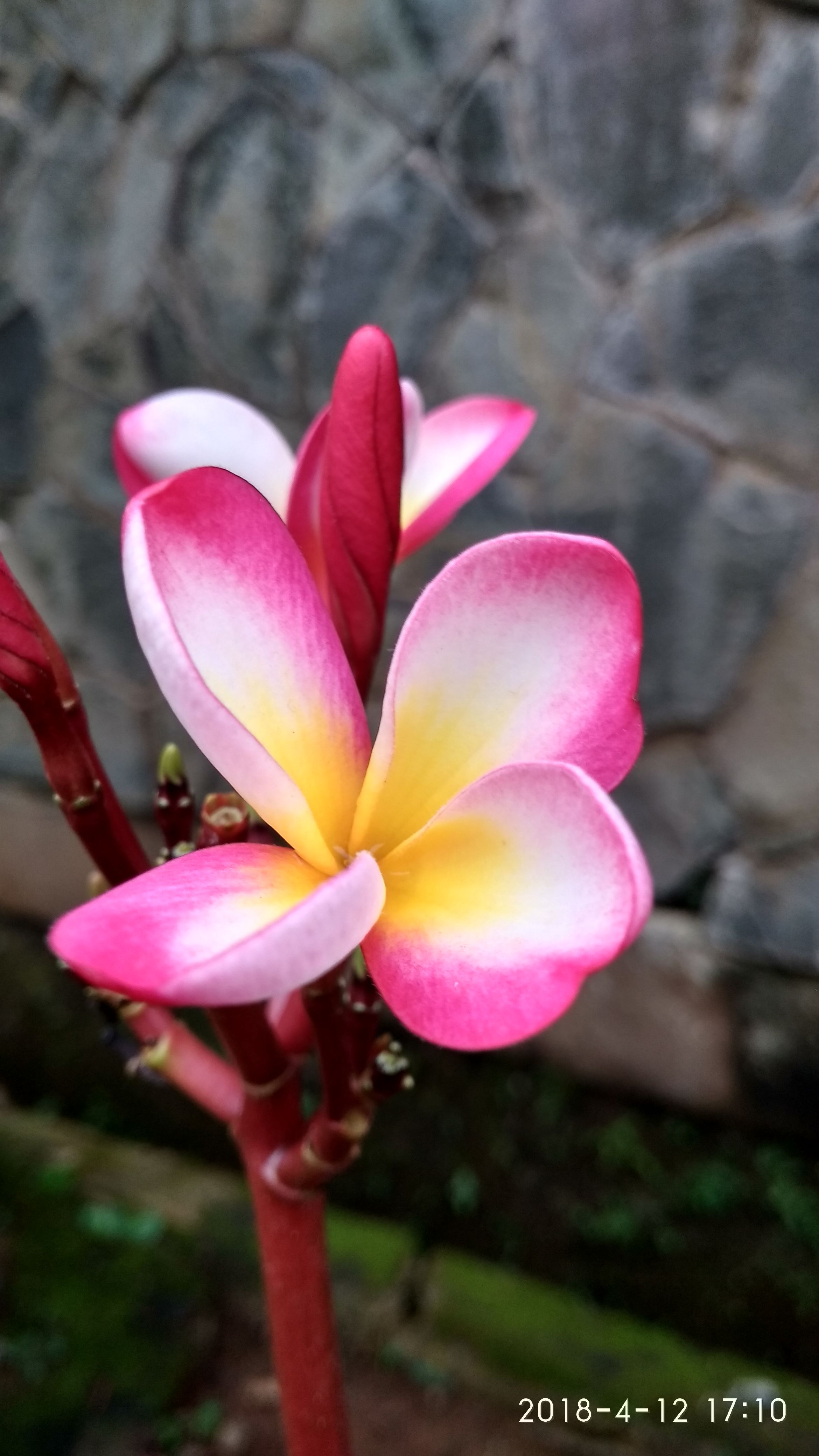 4pet plumeria (13).jpg