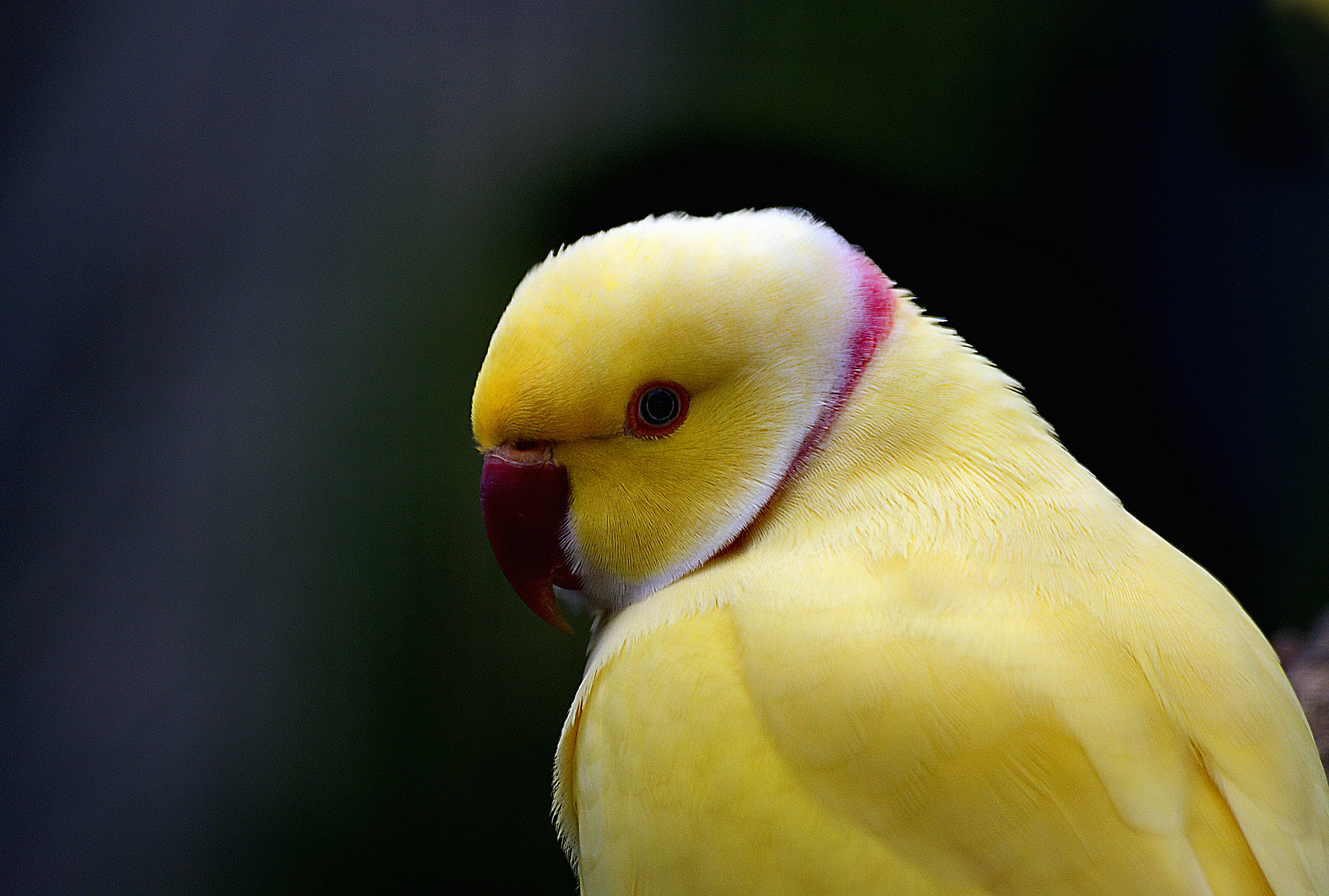 Indian Ringnecked Parrot.jpg