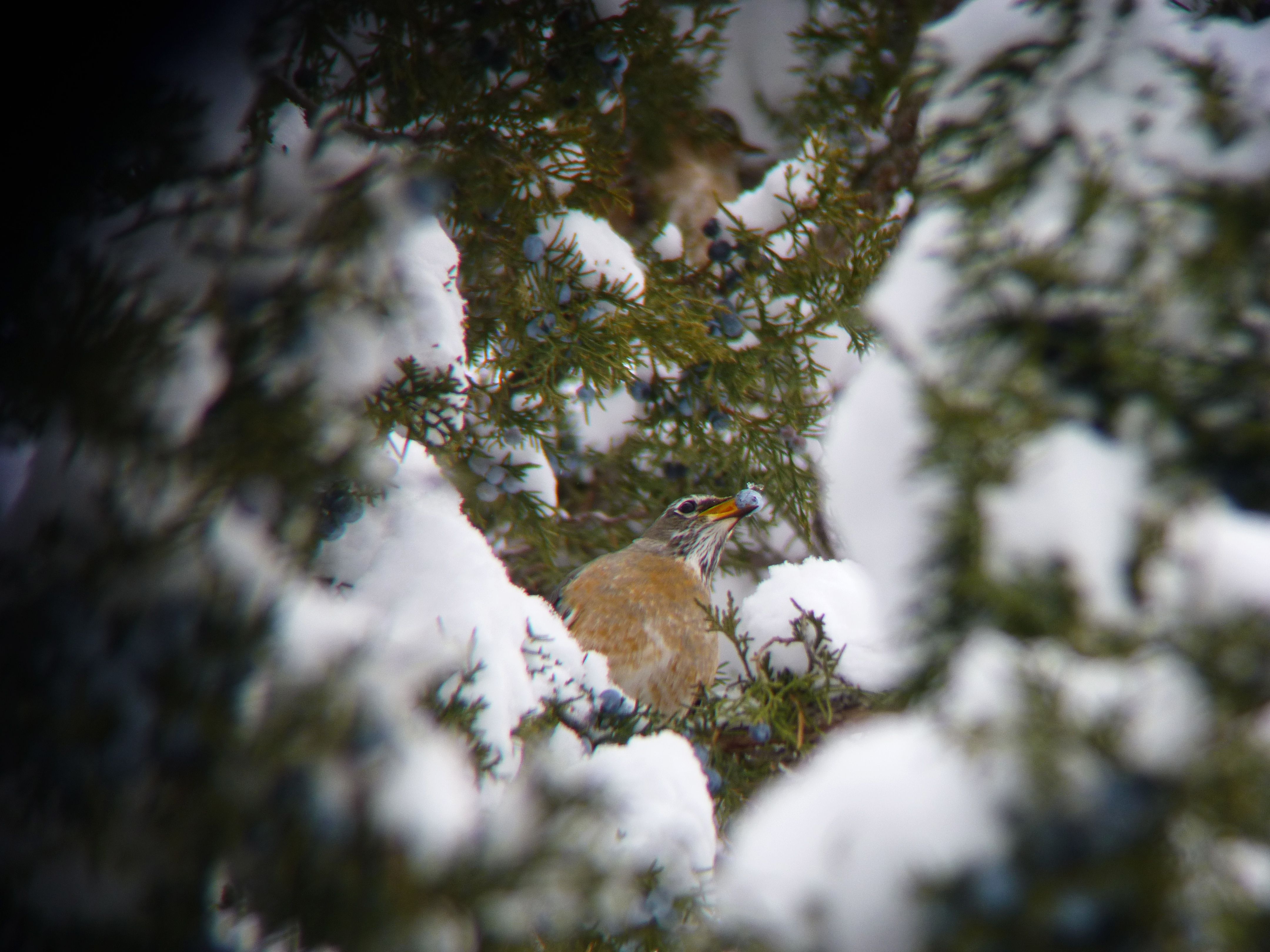 American Robin Berry.jpg