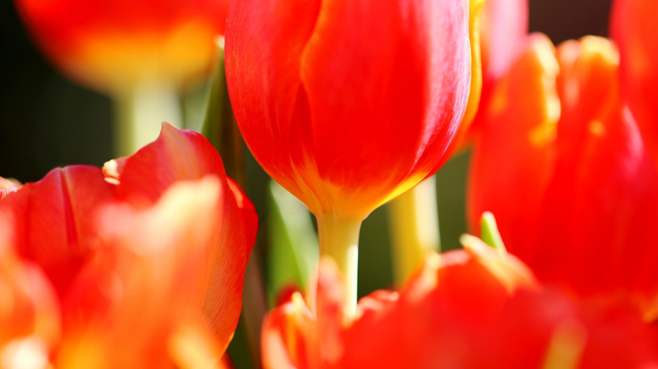 Tulips (2).jpg