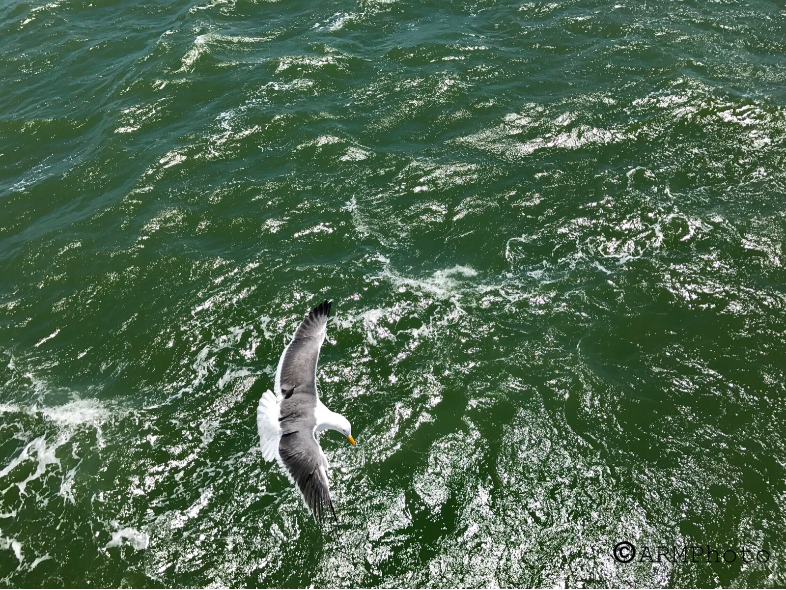 GullInBay.PNG