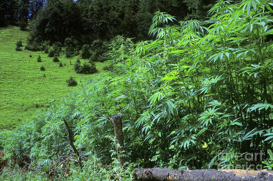 ganja--nepal-foothills-craig-lovell.jpg