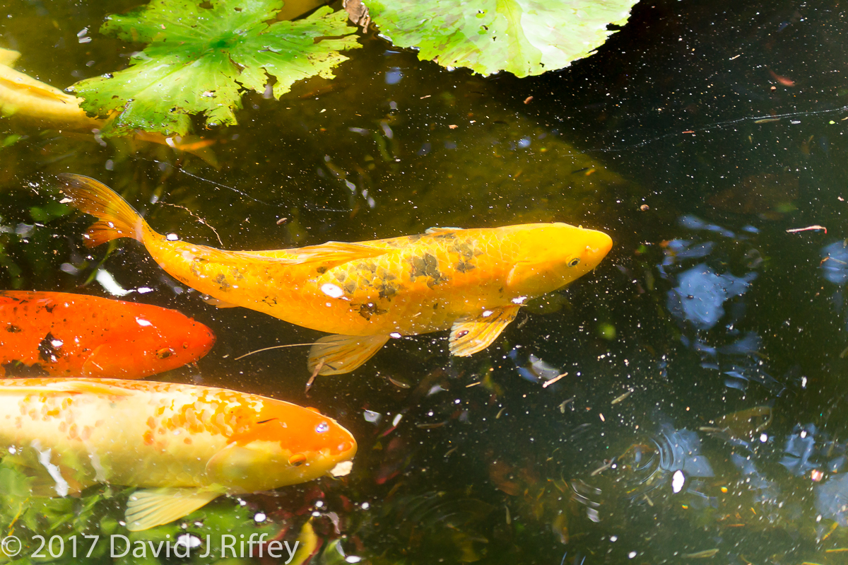 Sunken Gardens-2-3.jpg