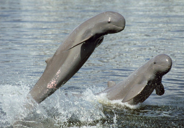 delfin.PNG