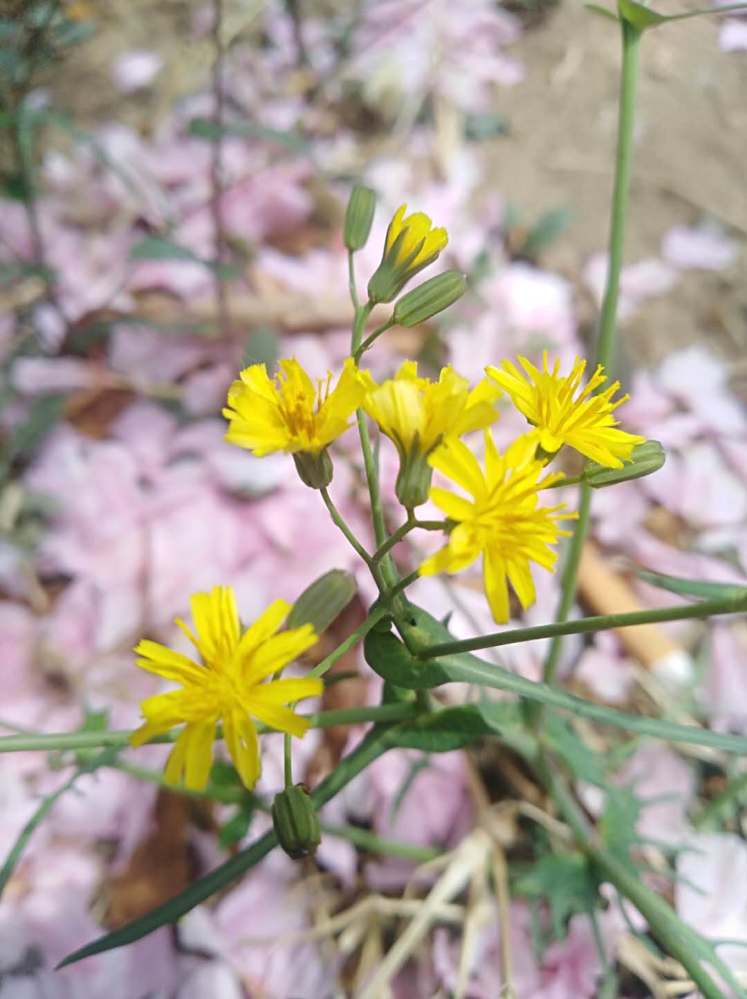 苦菜花高清