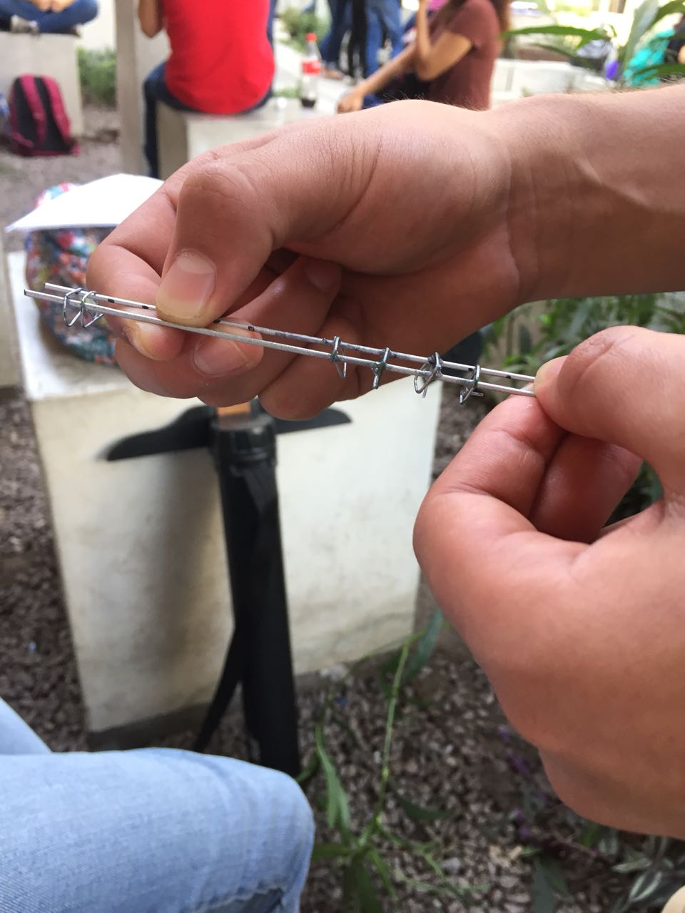 (JPElkG Imagen, 960x1280 píxeles) - Escalado (51%).jpg