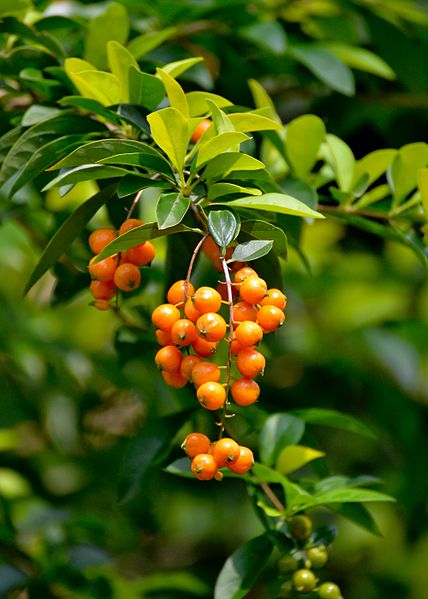 428px-Duranta_erecta_fruits.jpg