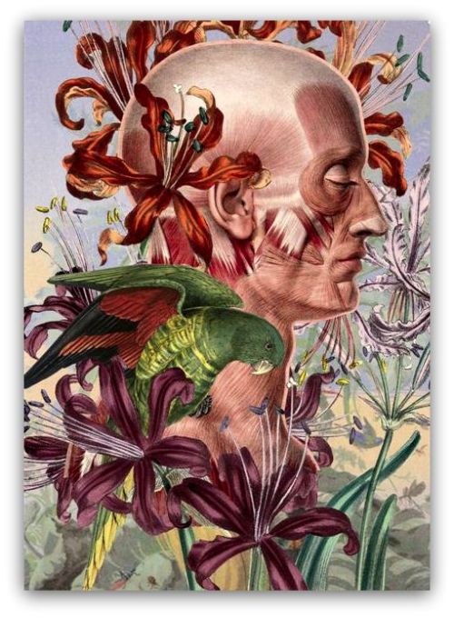 Botanical-and-anatomical-drawing-by-Argentinian-surrealist-artist-Juan-Gatti-12.jpg