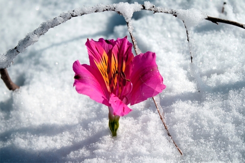 flower in snow.jpg