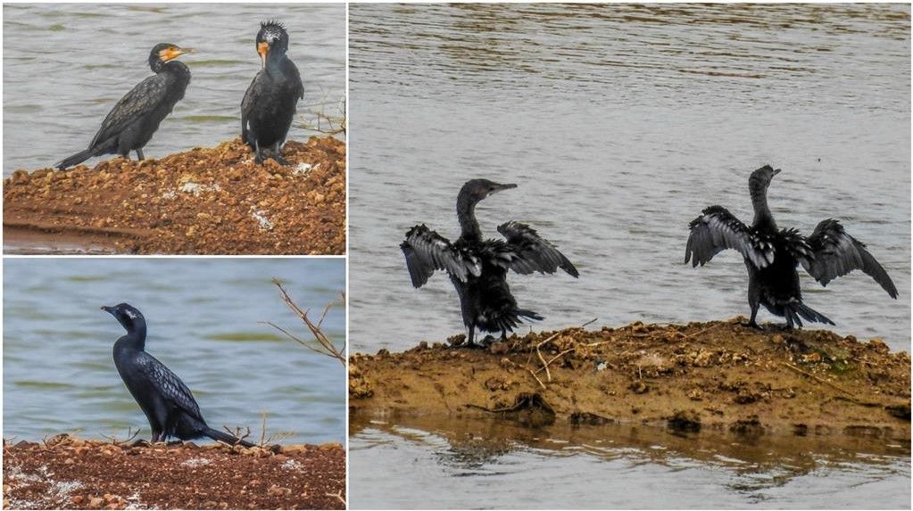 Cormorant collage_1024x768.jpg