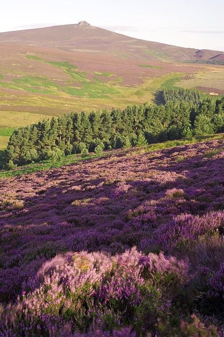 Cairngorms-National-Park-Scotland.jpg