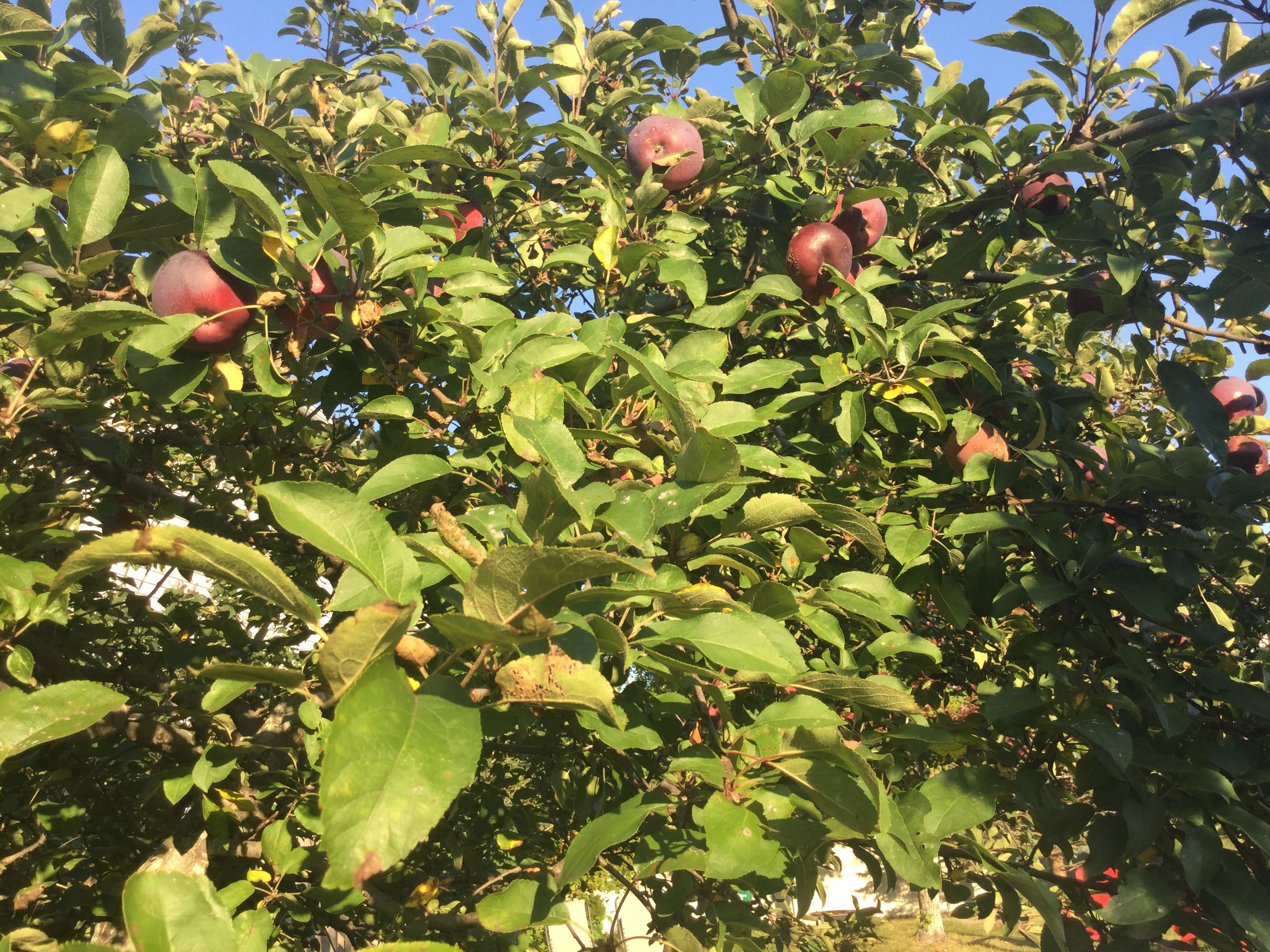 My Home grown Empire Apples — Steemit