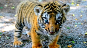 tiger_cub_look_kid_91615_300x168.jpg