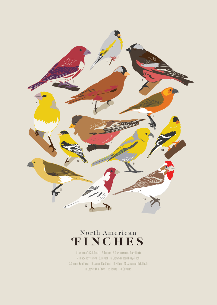 Finches_Zoom.png