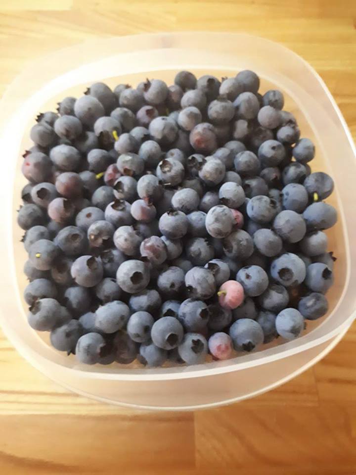 blueberries2.jpg