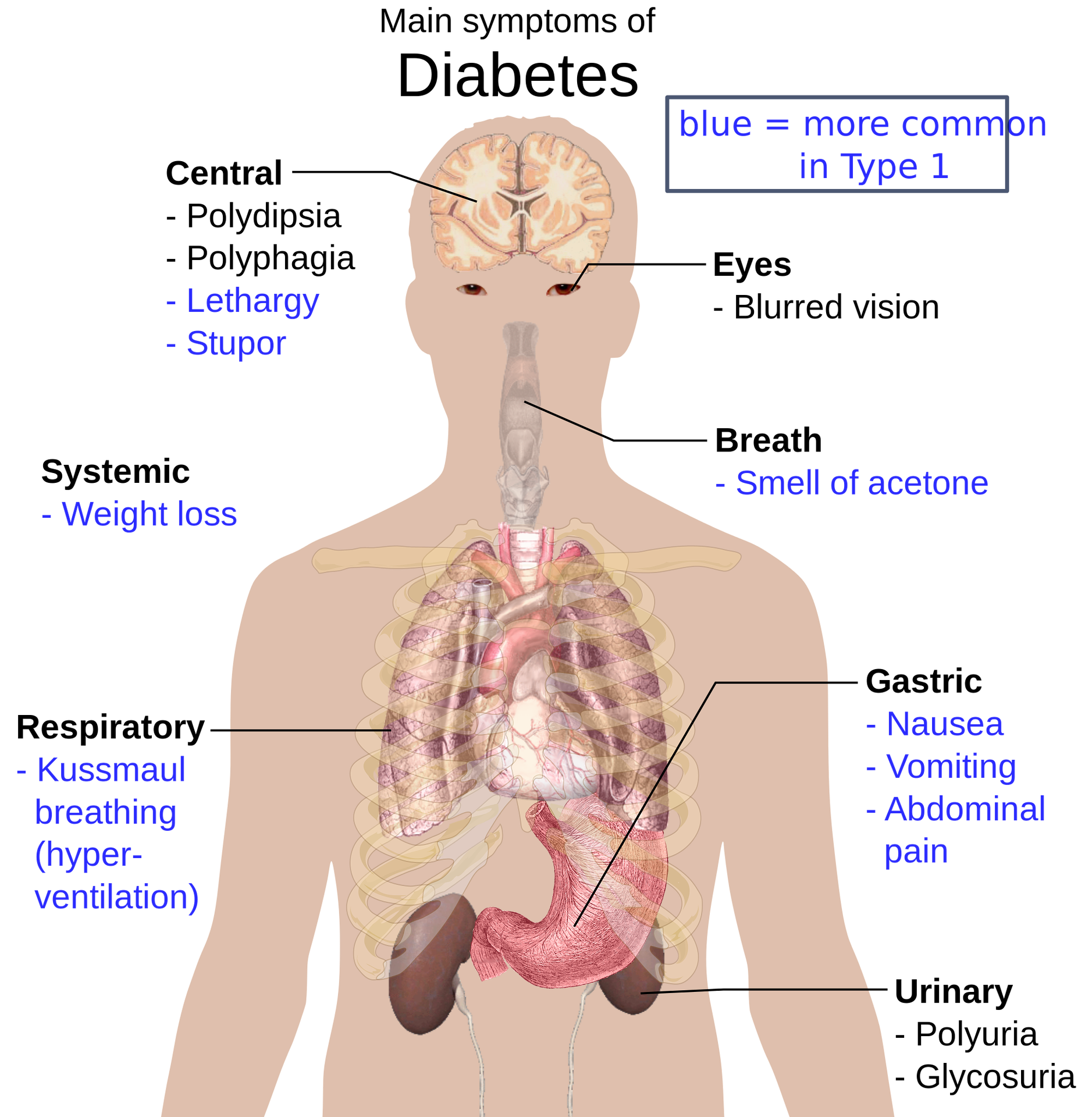 anatomy-of-the-human-body-1279964_1920.png