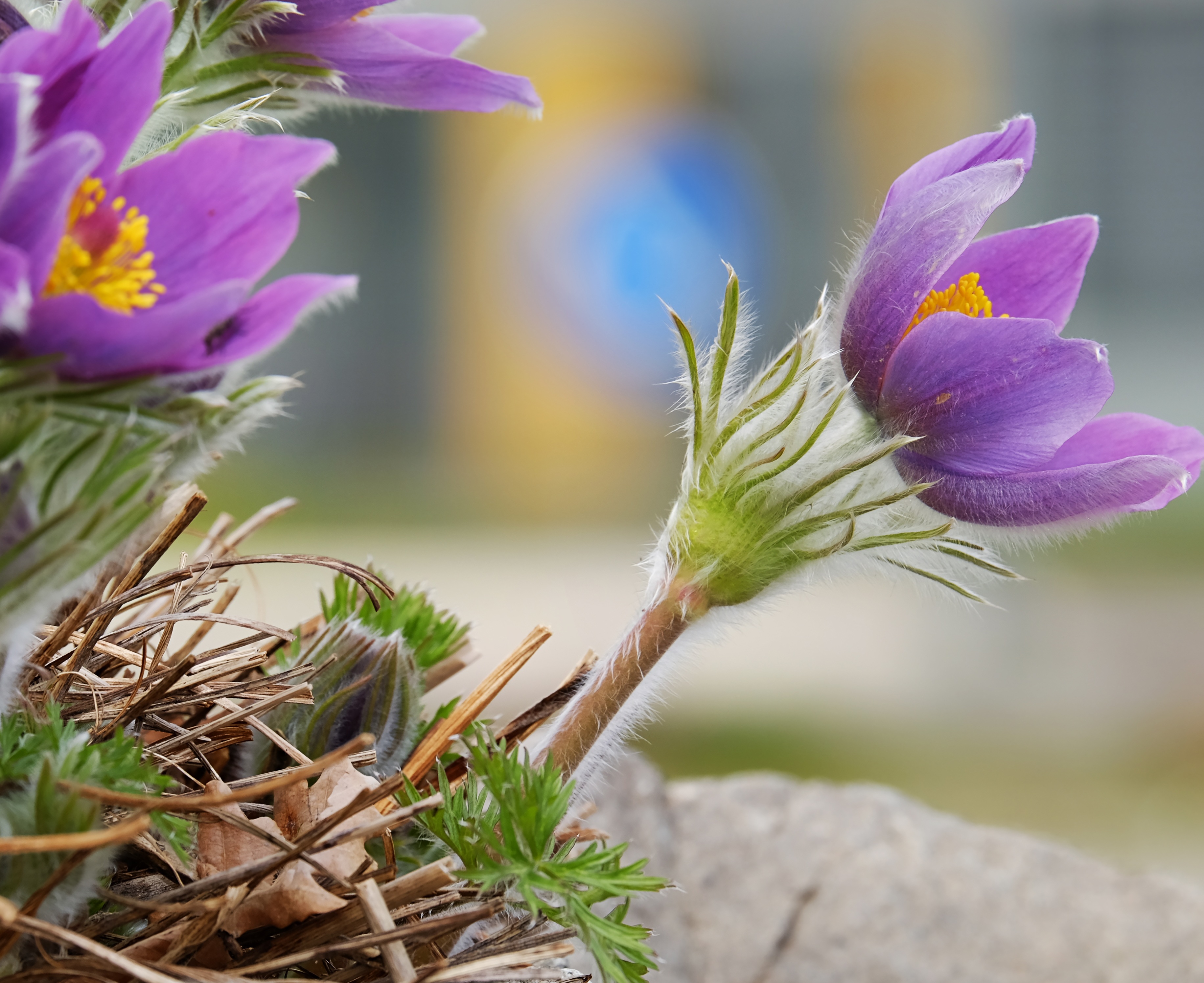 Распустившиеся цветы во сне. Pulsatilla Patens - прострел раскрытый. Ветреница и сон трава. Pulsatilla Purple. Прострел раскрытый; (Pulsatílla Pátens).