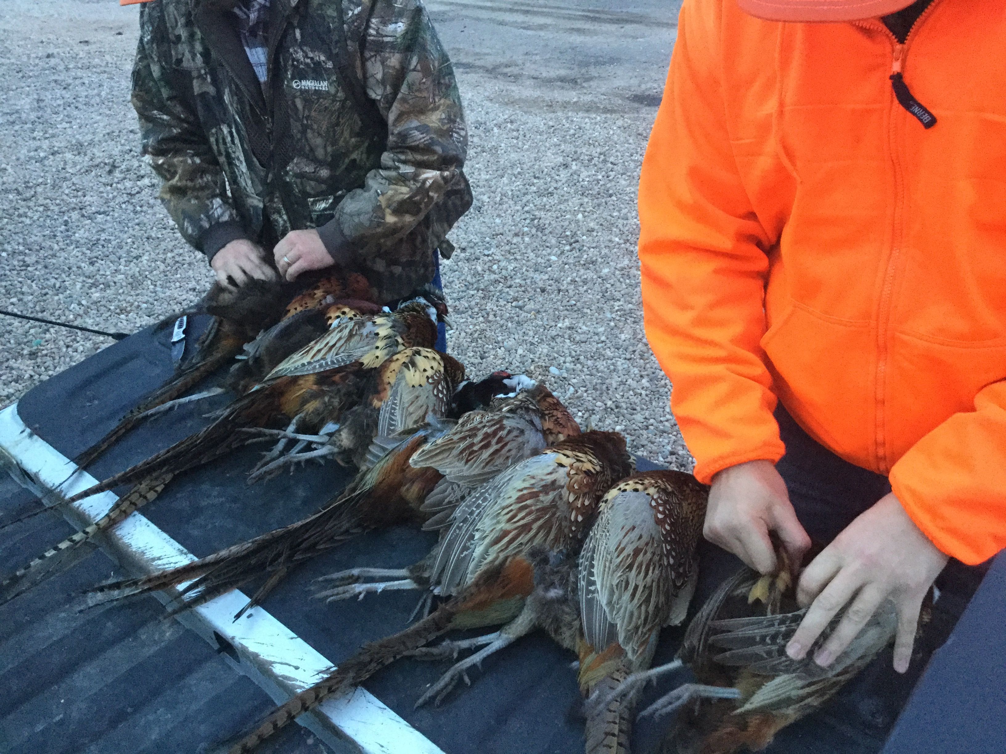 Nebraska pheasant Hunt...last week of the year. — Steemit
