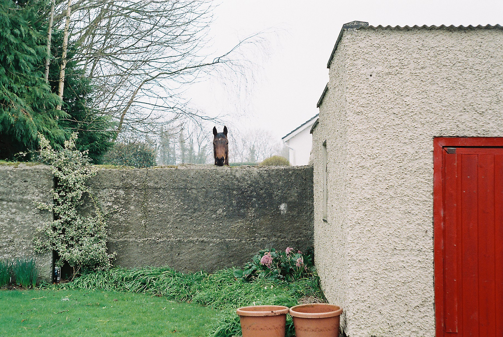Horse Outside.jpg