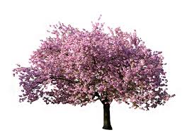 flowering tree.jpg