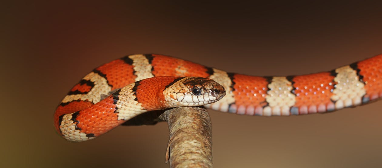 king-snake-snake-banded-red-47310.jpeg