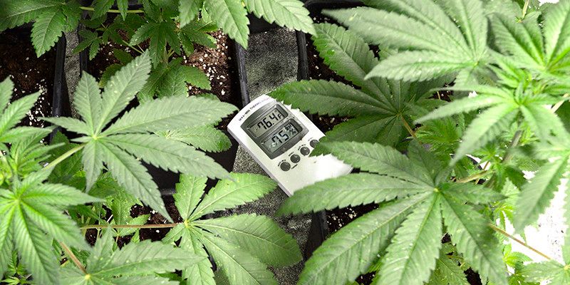 Cannabis 101 Balancing Temperatures In The Grow Room Steemit