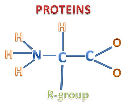 Элемент белков. Протеин формула химическая. Общая формула протеина. Протеин структурная формула. Структурная формула протена.