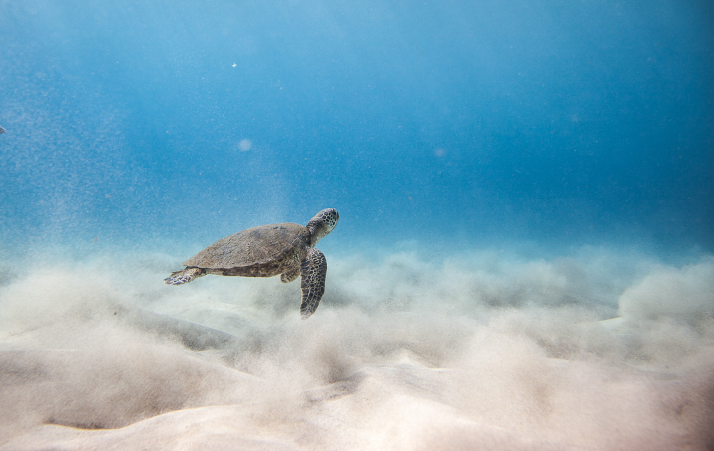 Swimming-with-a-Hawaiian-Sea-Turtle-2 (1).jpg