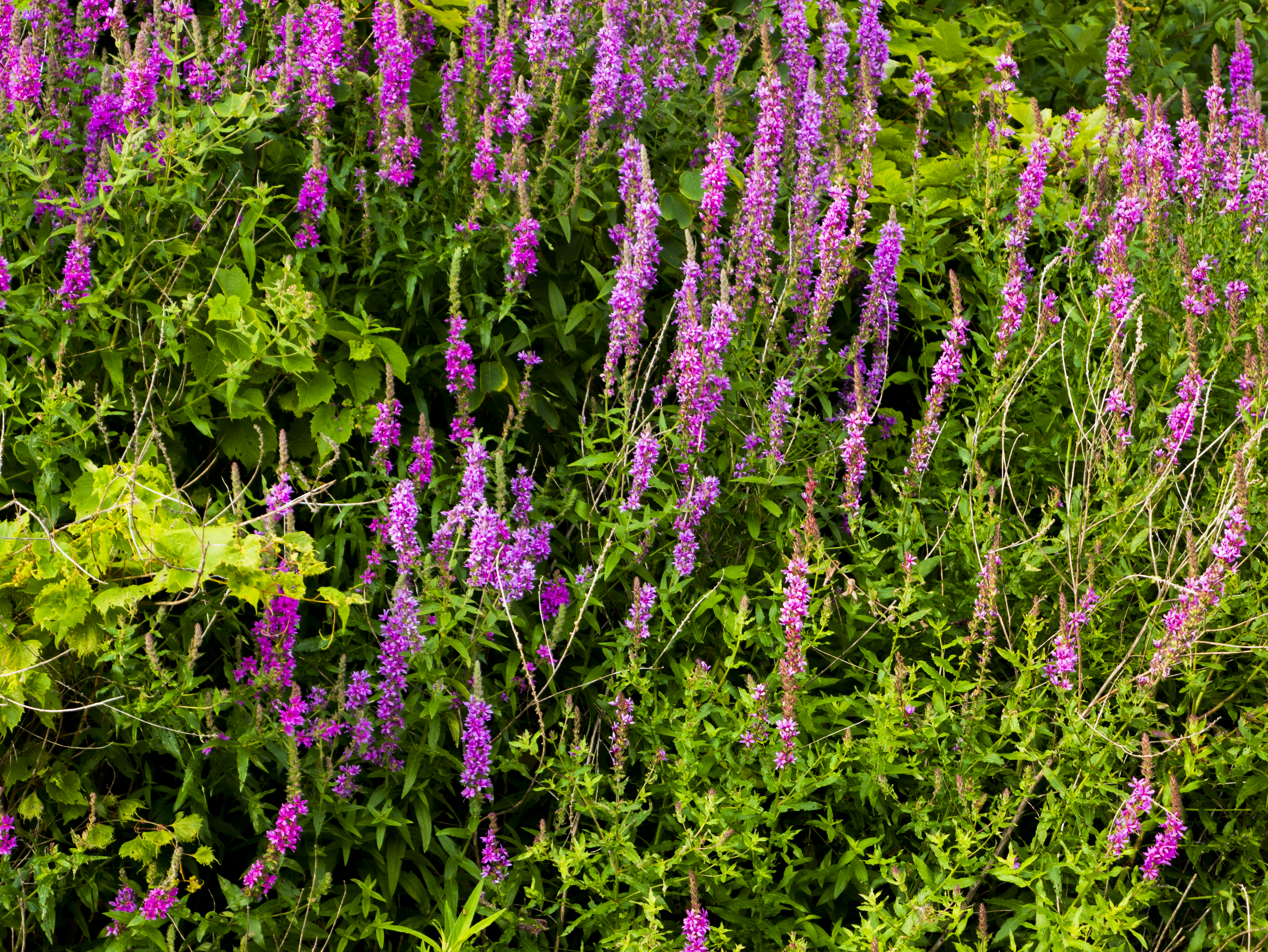 LOOSESTRIFE__PS__P1100038.jpg