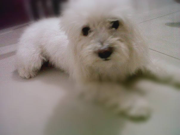 14045673_940533649389625_4726647006906557461_n (1).jpg