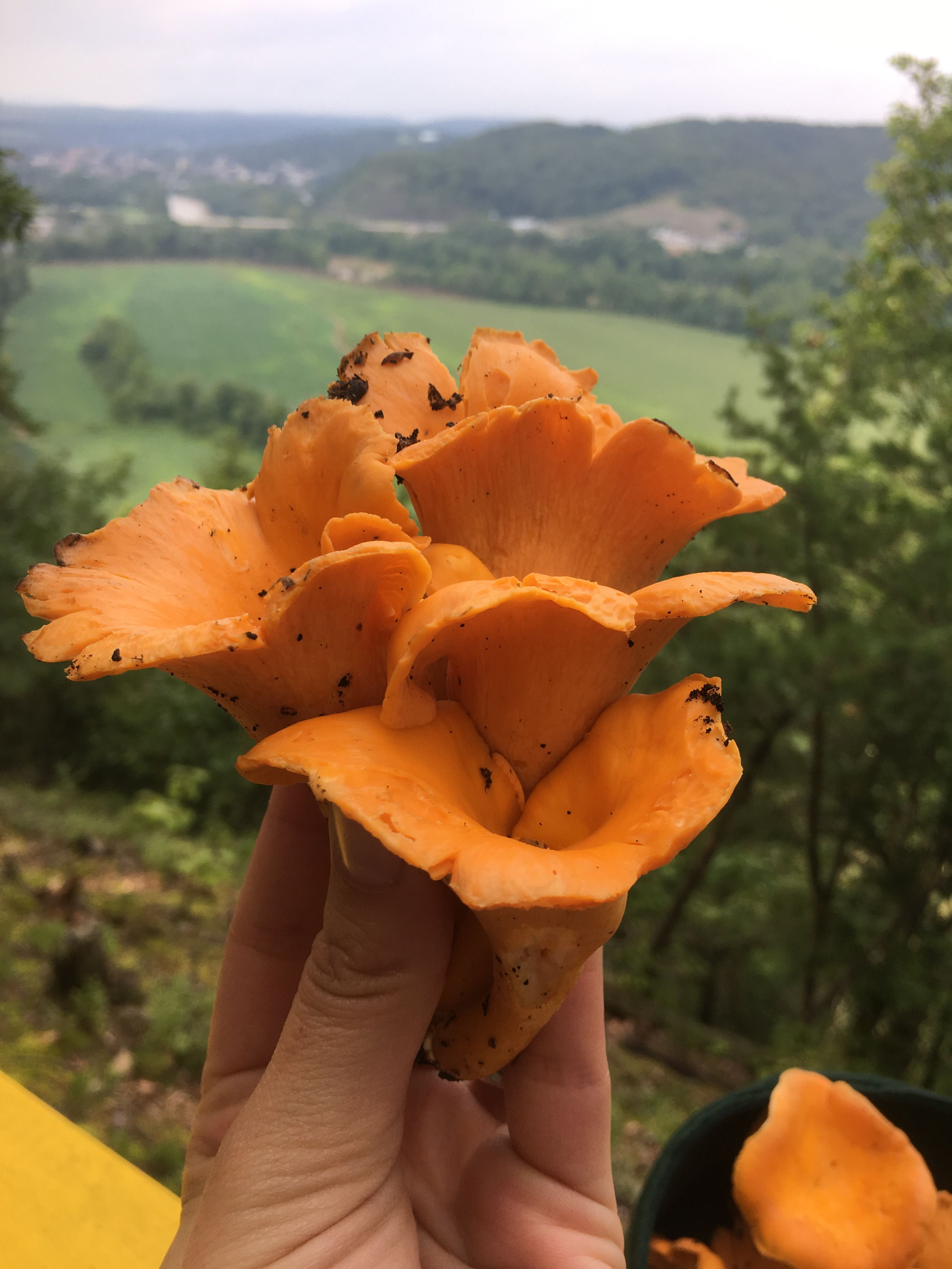 chanterelles3.jpg