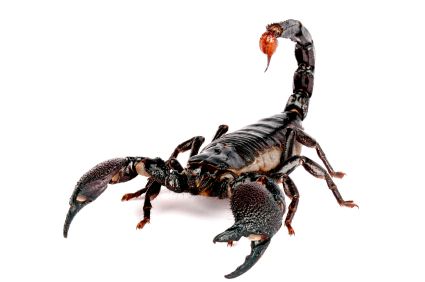 scorpion