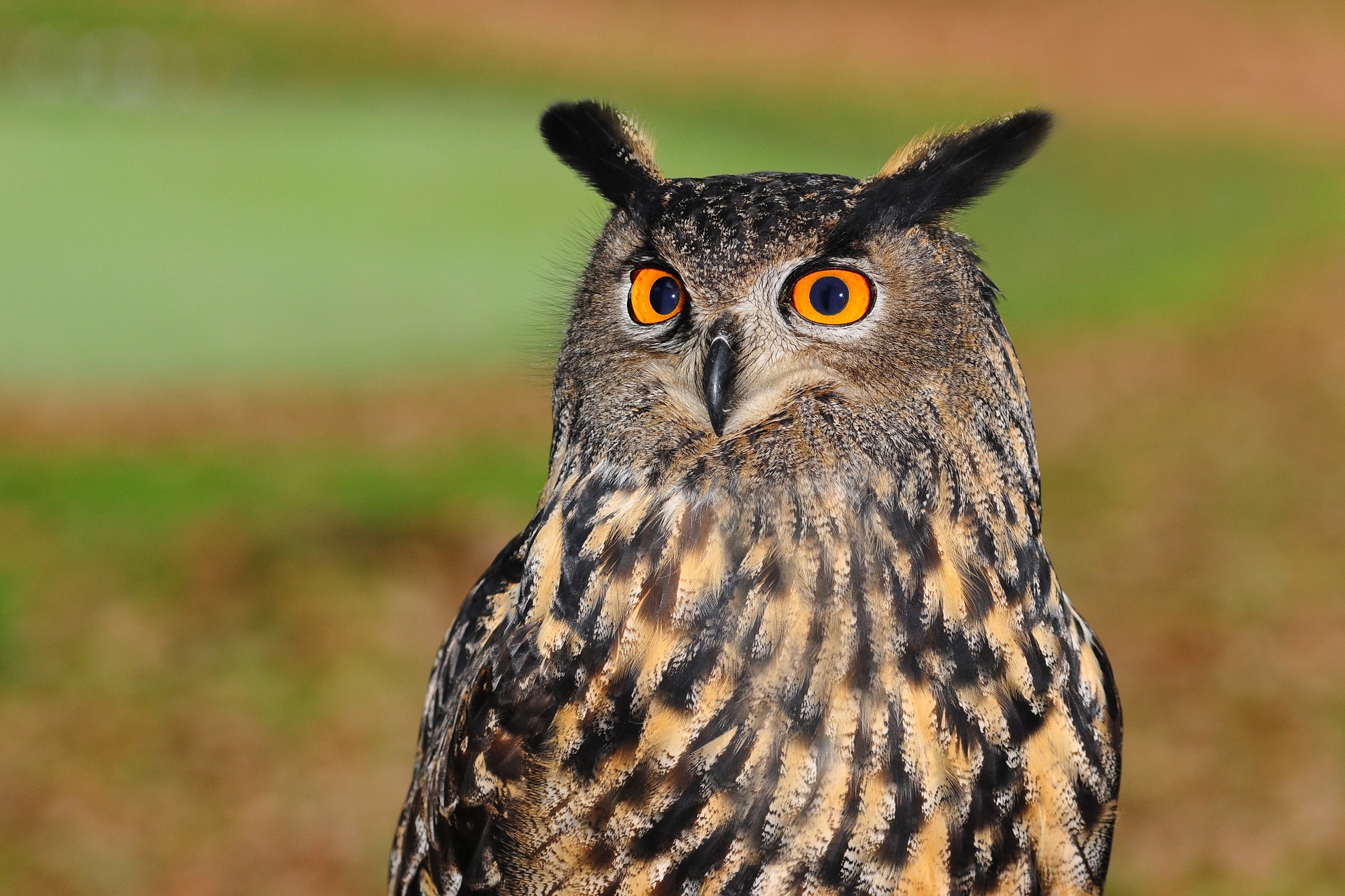 european-eagle-owl-2010346_1920.jpg