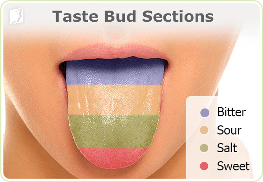 tongue-taste-bud-sections.png