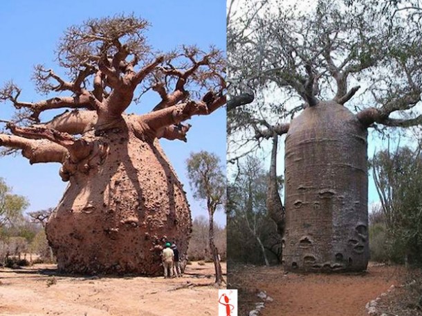 baobab.jpg