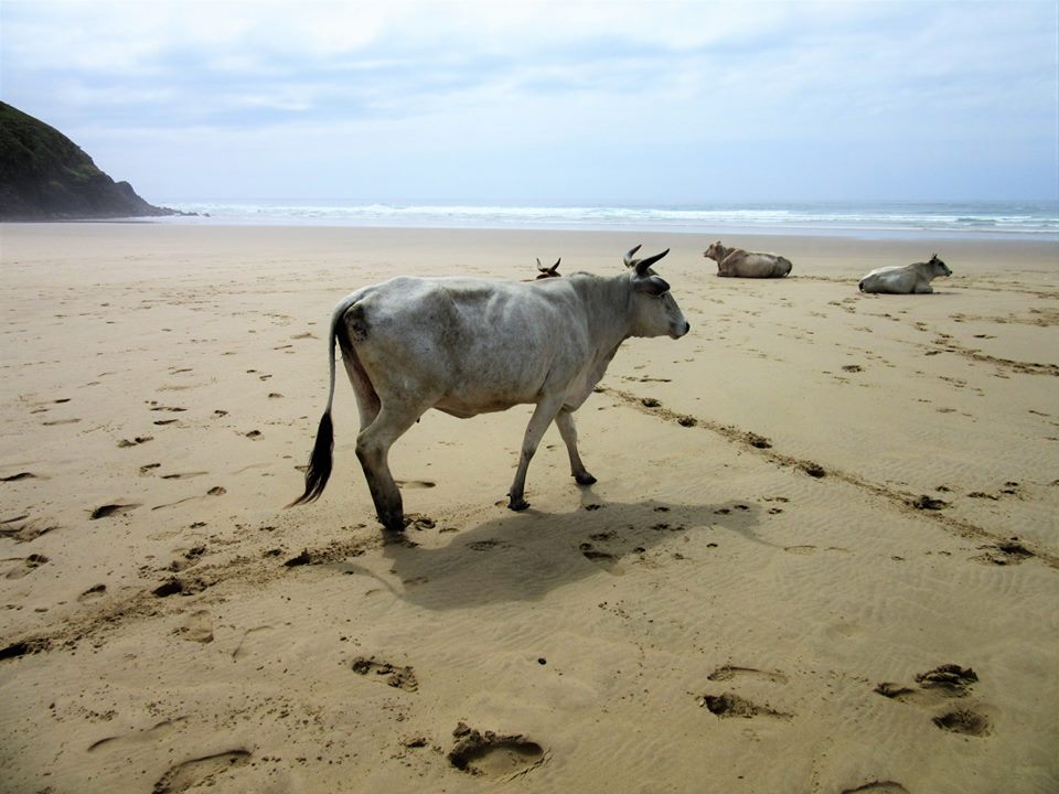 Cow on beach.jpg