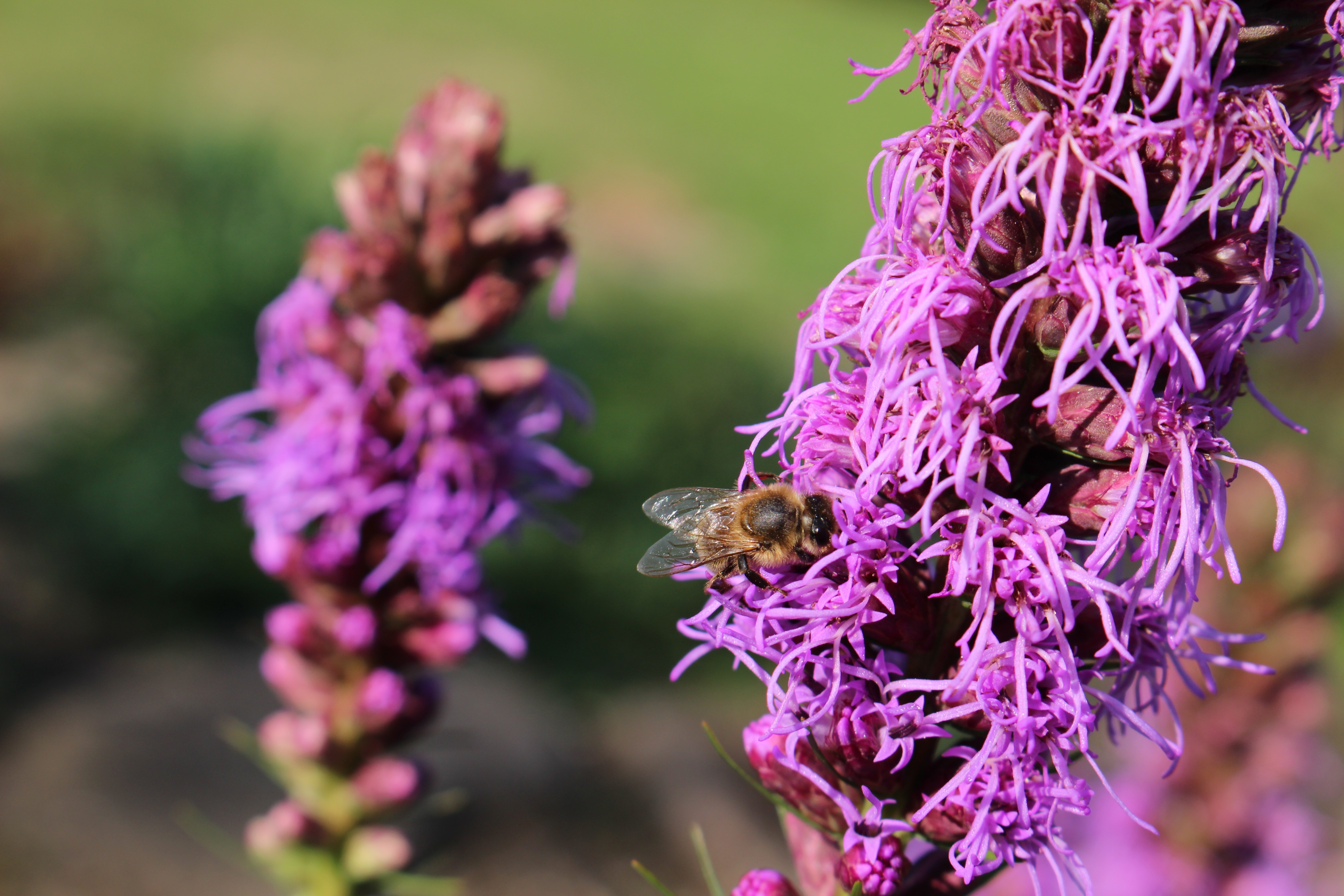 purple-flower-2527006.jpg